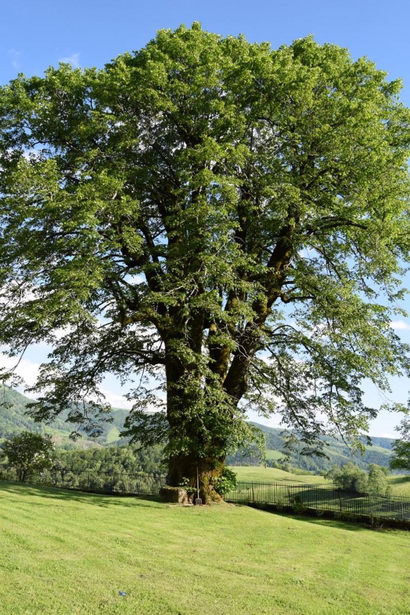 Gite 4 Personnes Dans Le Cantal Animaux Bienvenus Lascelle Bagian luar foto